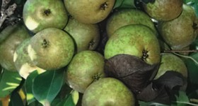 wildlife_group_pears_cluster