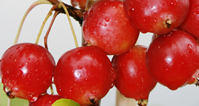 the_wildlife_group_fertilization_fruittrees