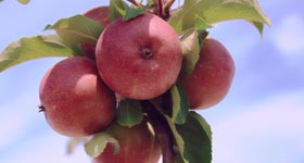 the_wildlife_group_apples_deer_food