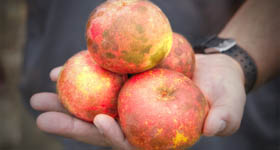 the_wildlife_group_apple_trees_catalogue