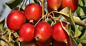the_wildlife_group_catalogue_crabapples