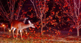 the_wildlife_group_japanese_persimmon
