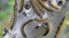 the_wildlife_group_spraying_japanese_beetles
