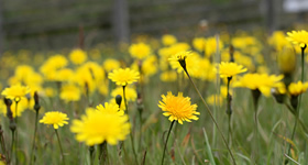 the_wildlife_group_weed_control