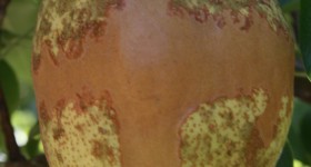 Gate Pear with frost damage!